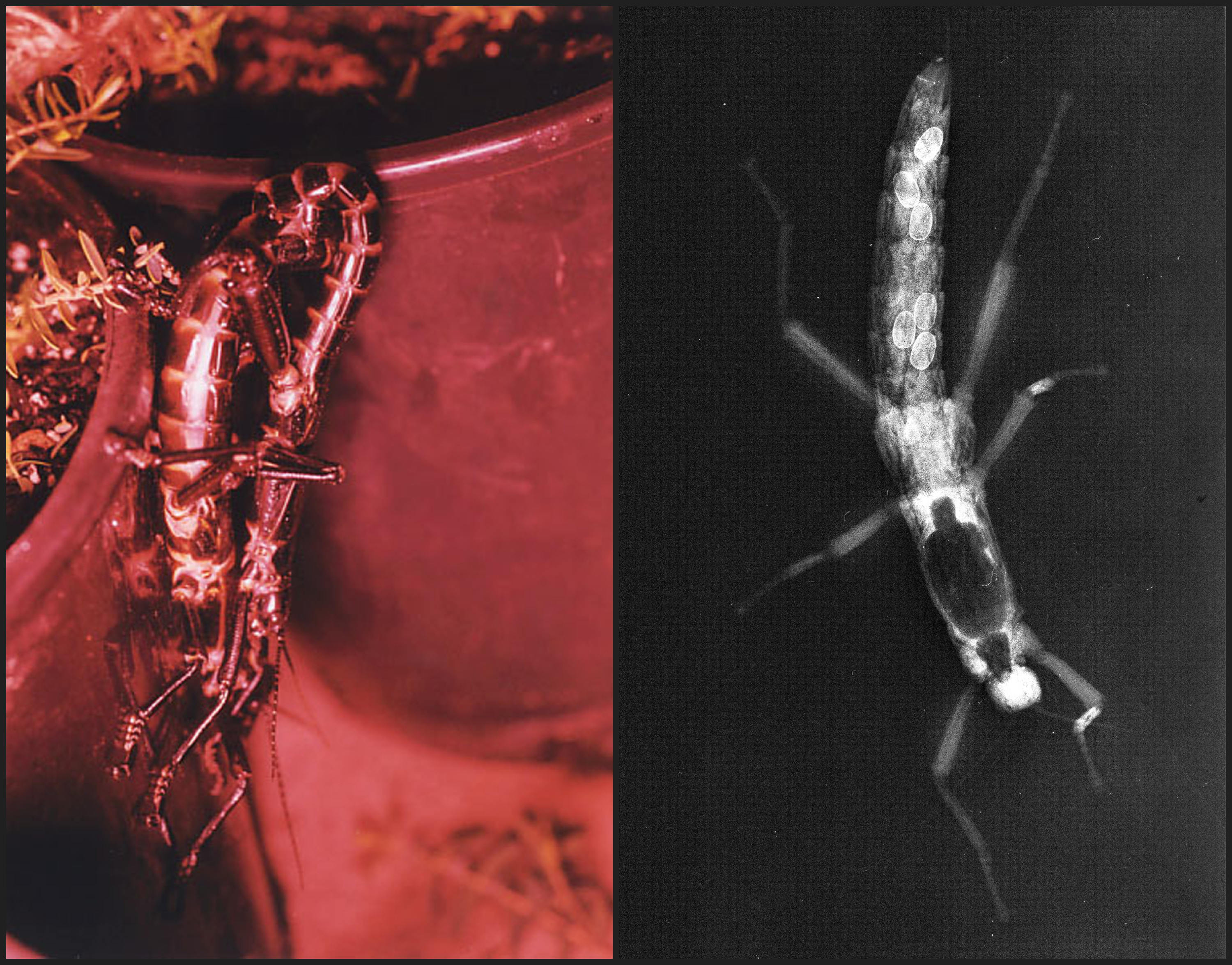 Photographs from the conservation breeding programme in Melbourne. On the left, Patrick Honan captured Adam and Eve mating under red light, which does not disturb this nocturnal insect. On the right is an X-ray of Eve with eggs, taken as part of the effort to determine the cause of her health issues during the first days after her transfer from Ball’s Pyramid to Melbourne. Photo: Patrick Honan. Source: Return of the Phasmid, R. Wilkinson.