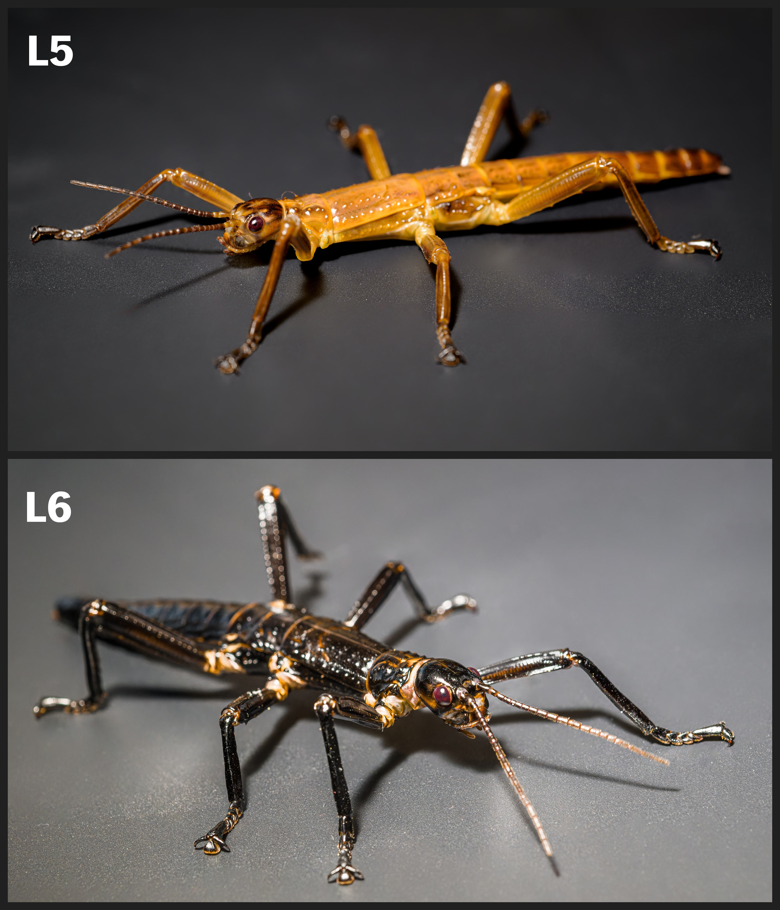 Nymphs of the higher instars (L5–L6) are already more robust and start resembling adult stick insects. Photo: Petr Hamerník, Zoo Praha