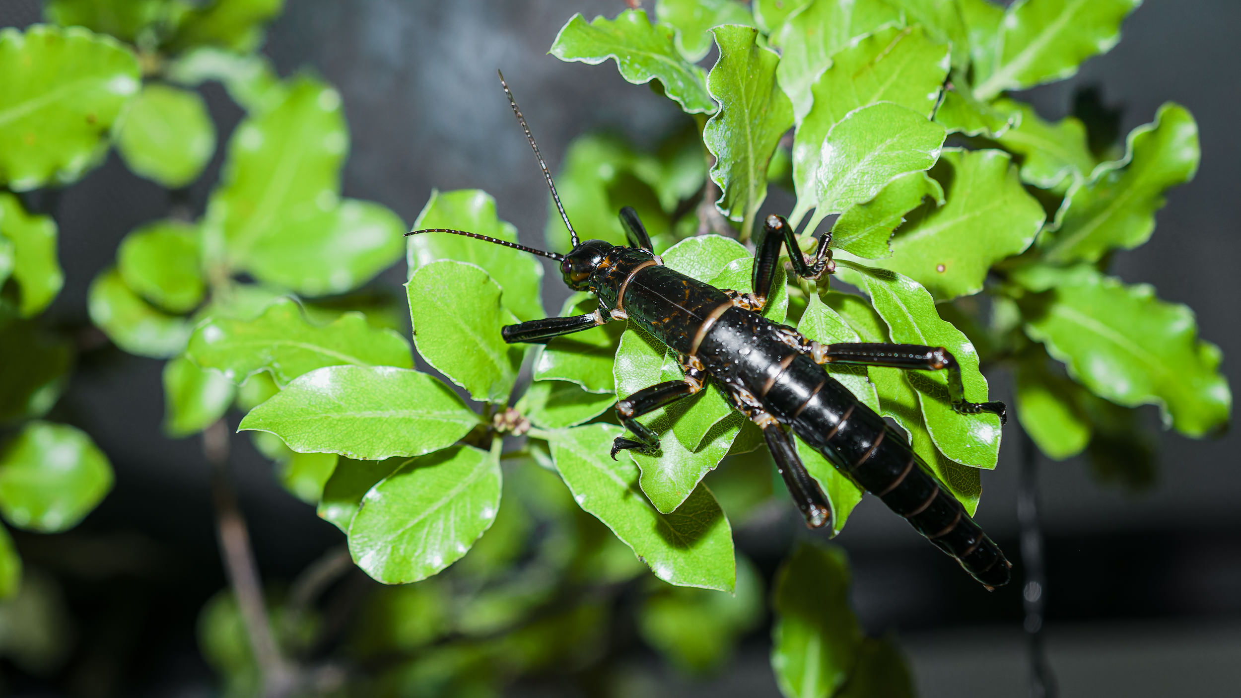 Strašilka humří na jedné z krmných rostlin, slizoplodu černajícím (Pittosporum Tenuifolium), v chovném zázemí Zoo Praha. Foto: Petr Hamerník, Zoo Praha