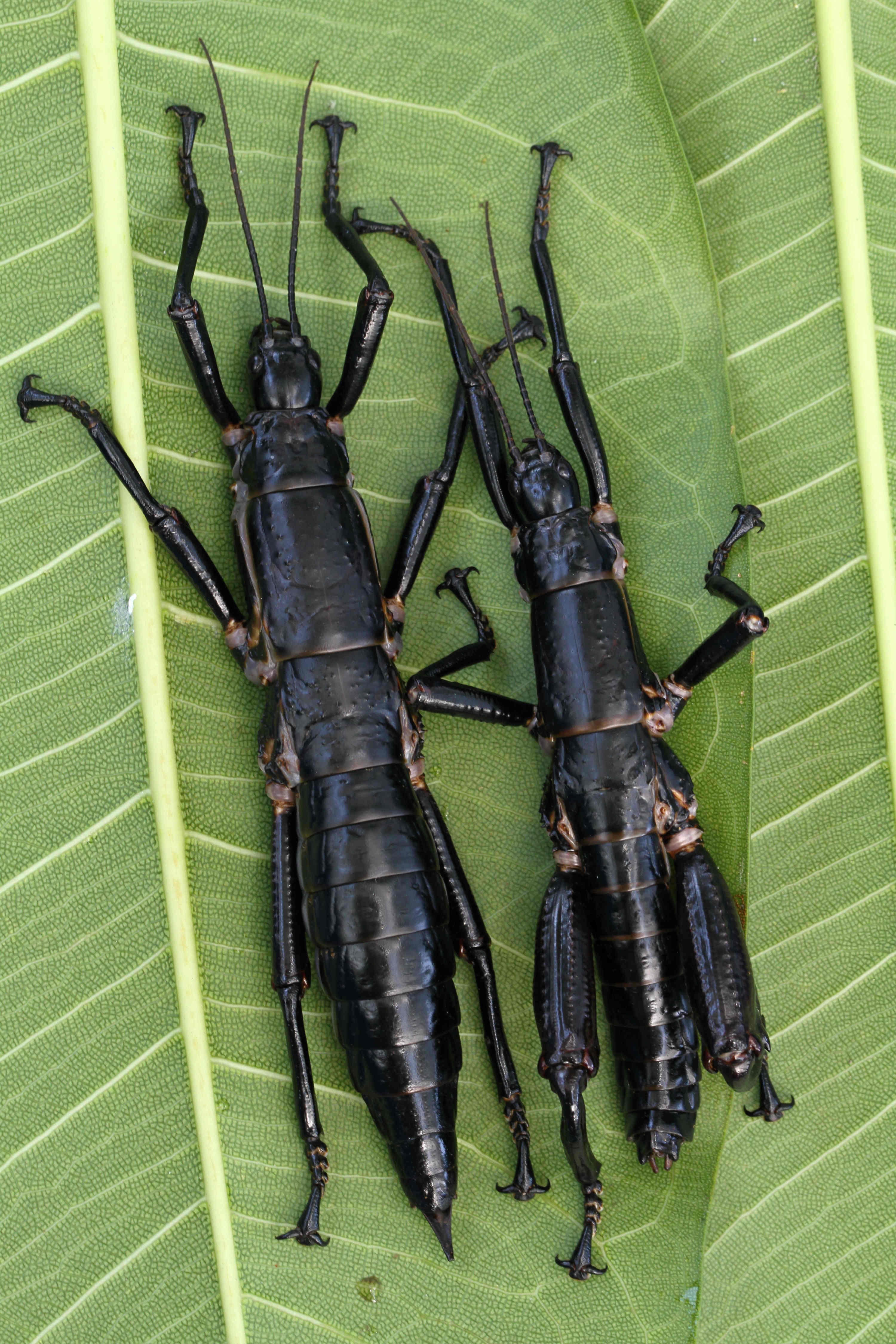 Adult pair of Lord Howe Island stick insect (Dryococelus australis), female on the left, male on the right.  Photo: Rohan Cleave, Zoos Victoria