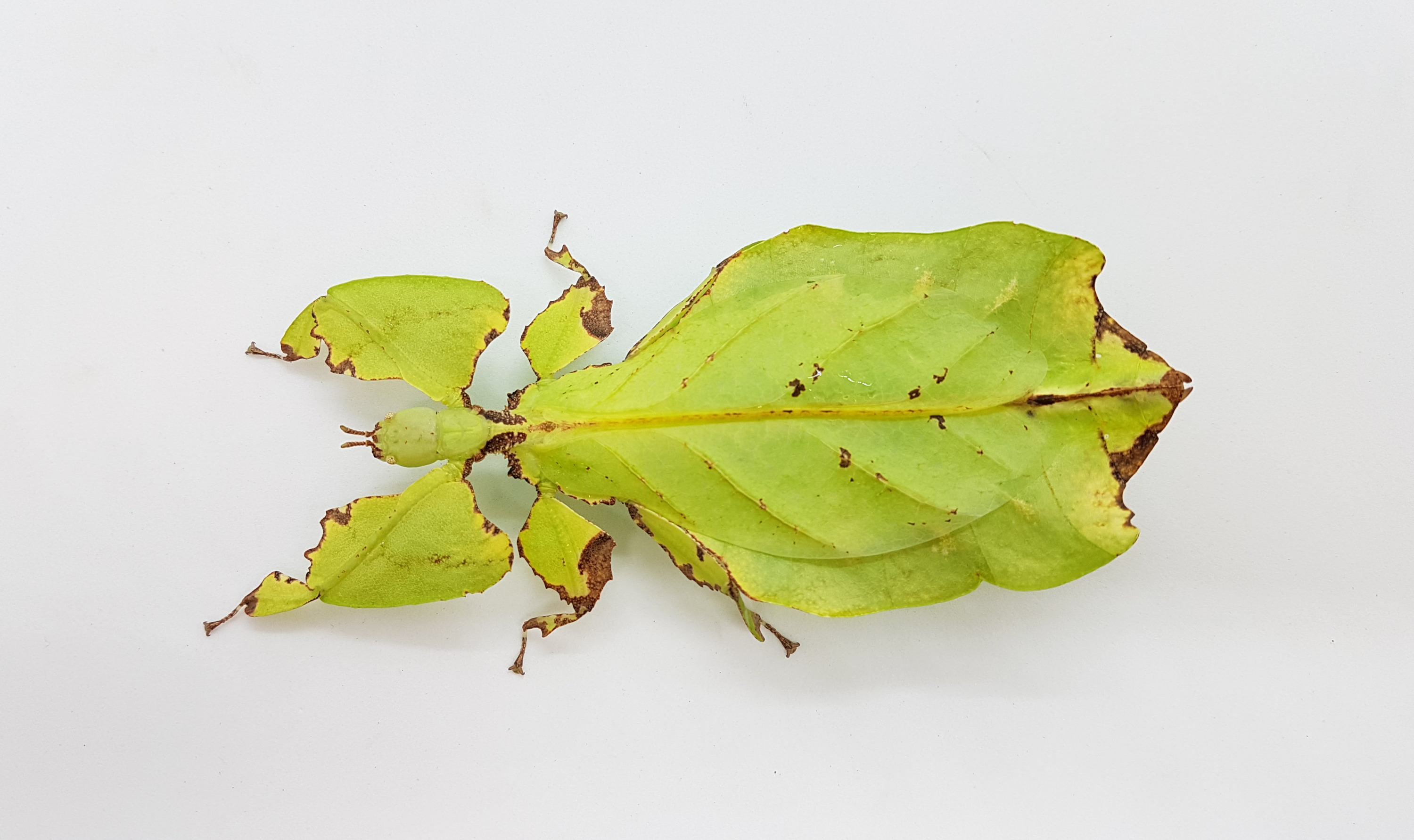 Leaf insects have brought their leaf mimicry to perfection. Photo: Doublebears, CC BY-SA 4.0 (Wikimedia Commons).