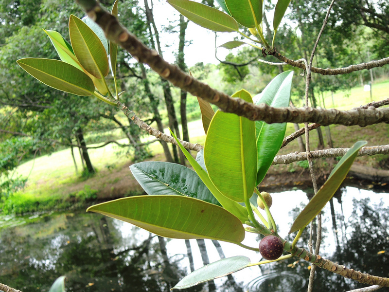 Fíkovník velkolistý (Ficus macrophylla). Foto: Michael Kesl (biolib.cz)