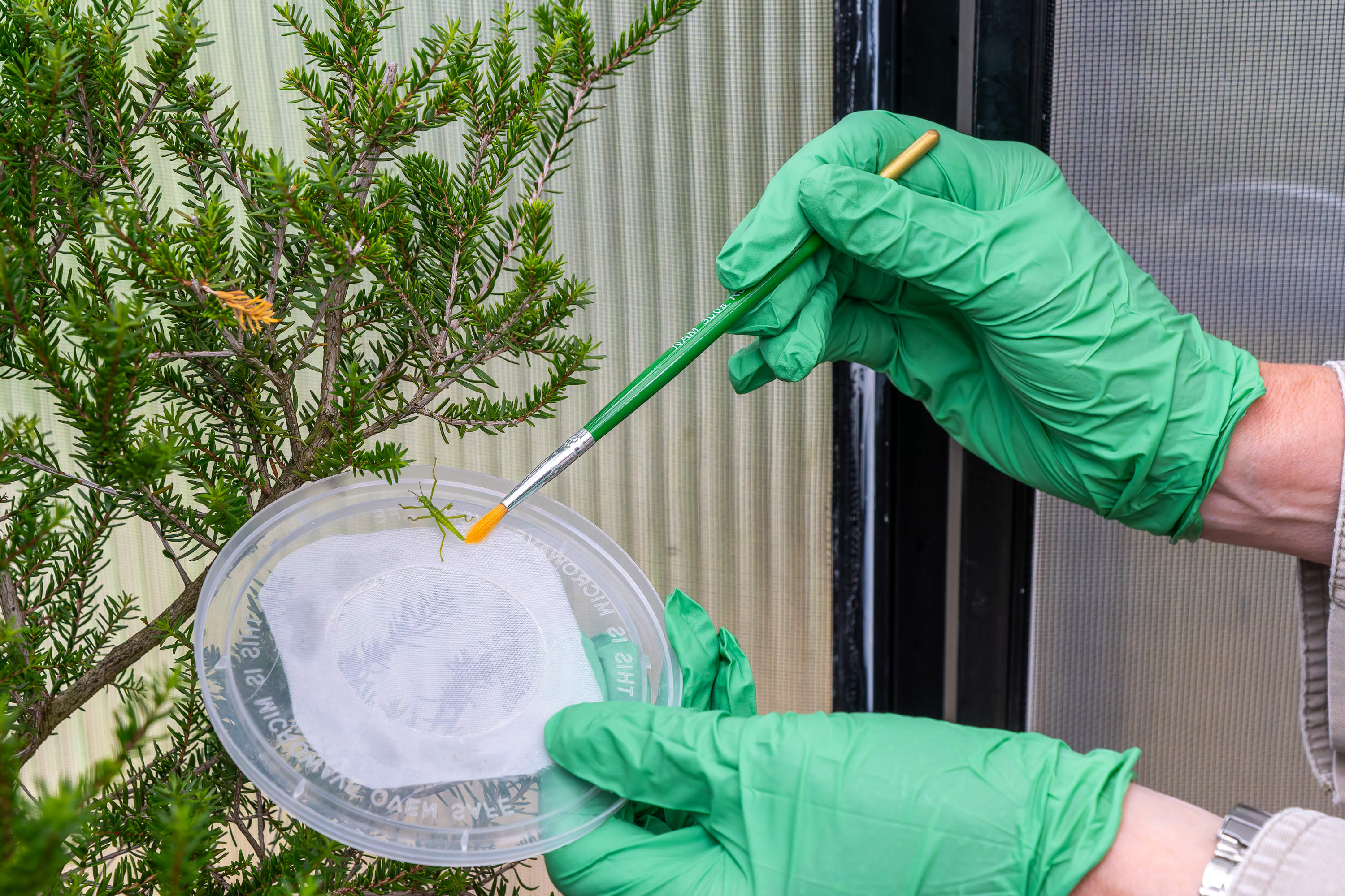 Nymfa strašilky umisťovaná na keř kajeputu v zázemí chovu zoologické zahrady v Melbourne. Foto: Jaroslav Šimek, Zoo Praha