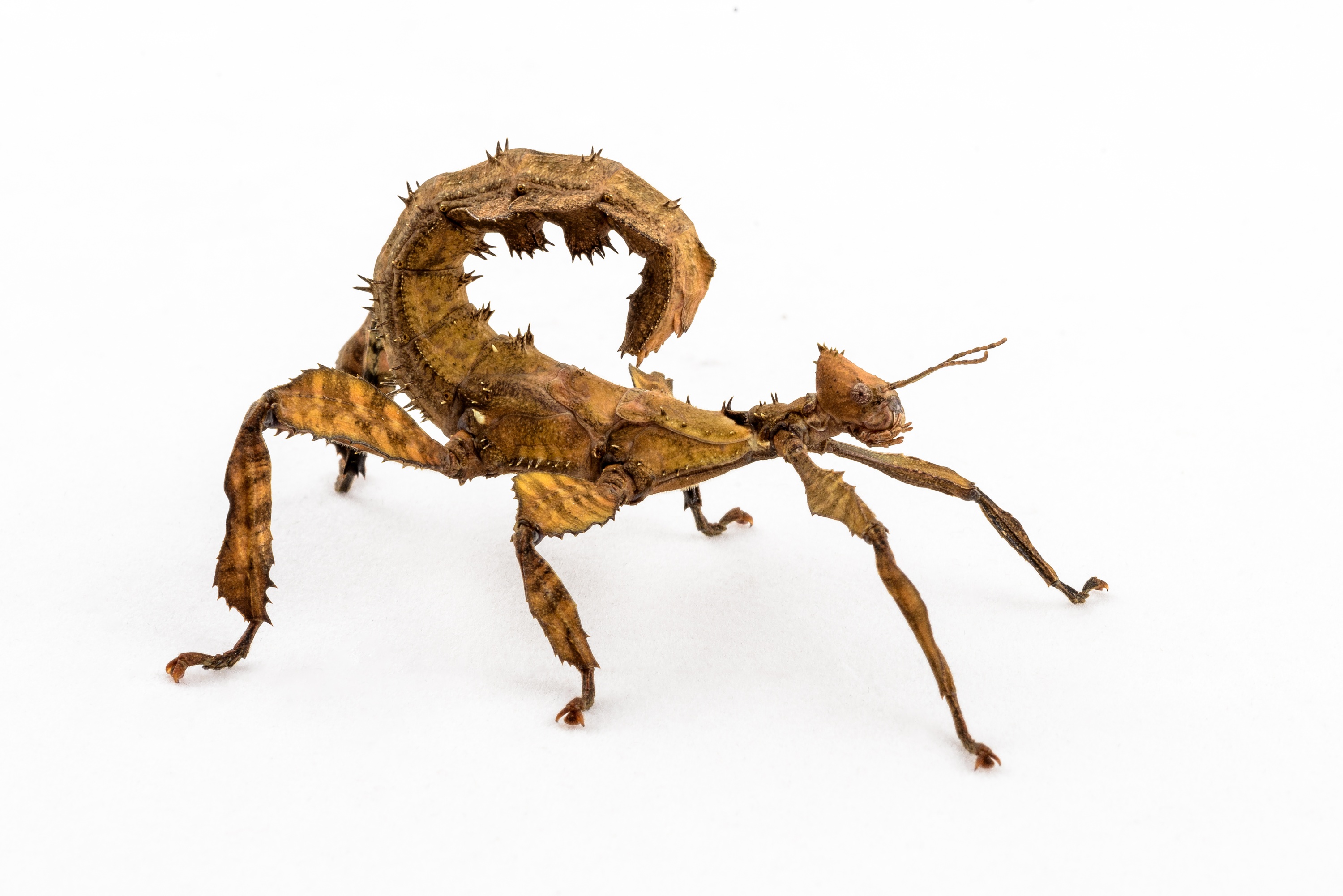 Strašilky jsou velmi variabilní, zpravidla mívají kratší mohutnější tělo pokryté různými výrůstky. Foto: Petr Hamerník, Zoo Praha