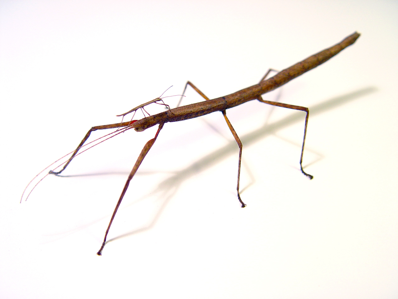 One of the stick insect species mimicking a twig both by its appearance and its behaviour. Photo: Wesley Chan (Flickr.com)