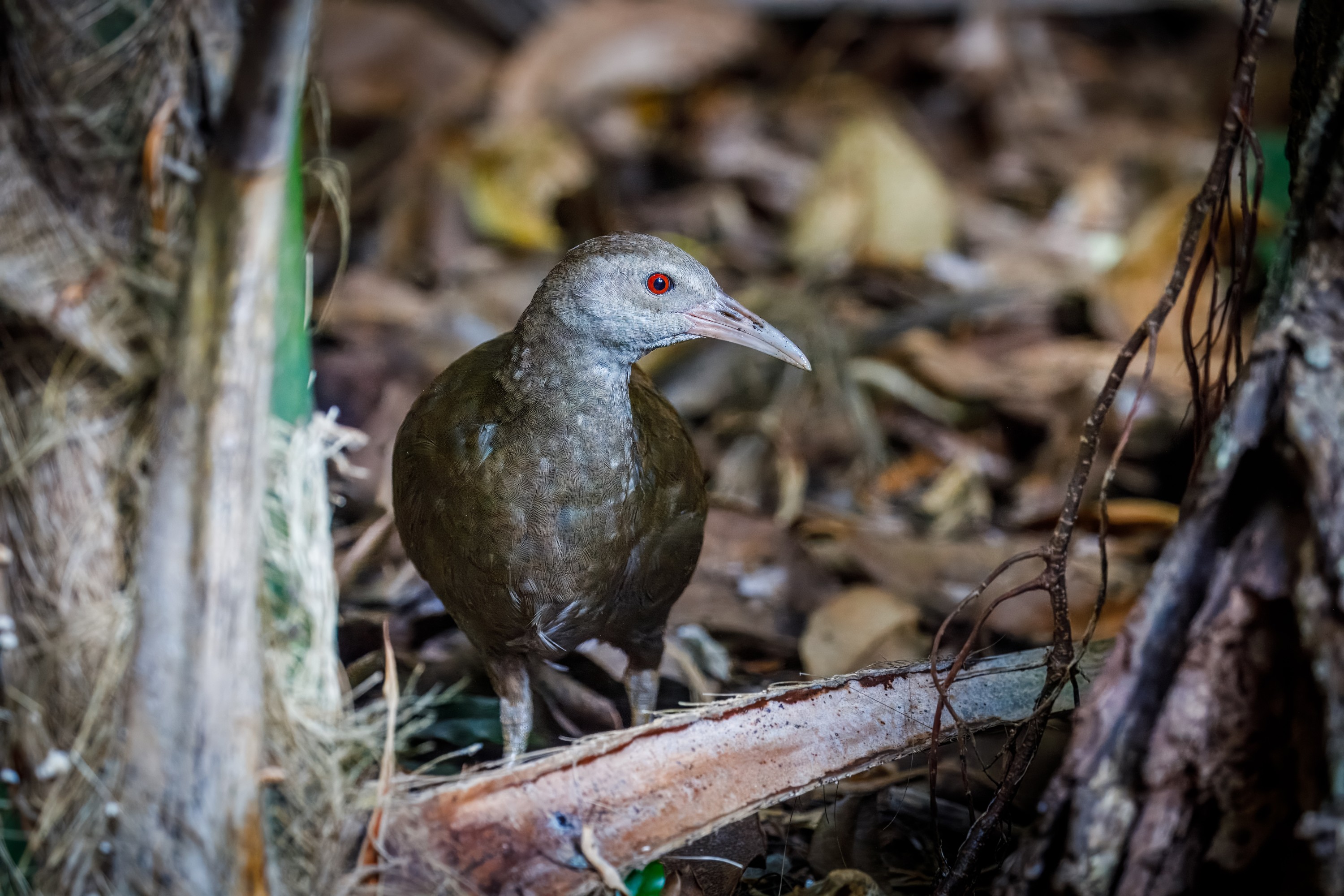 Chřástal Howeův. Foto: Miroslav Bobek, Zoo Praha