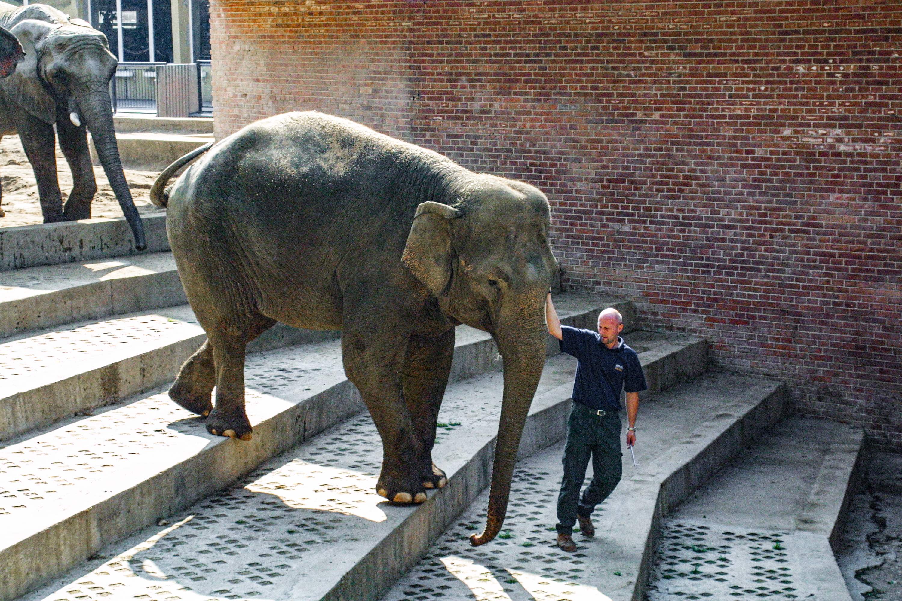 V minulosti chovatelé pracovali se slony kontaktně. Také dnes je trénink pravidelnou součástí života slonů, ale uskutečňuje se v takzvaném chráněném kontaktu, přes bariéru. Foto: archiv Zoo Praha