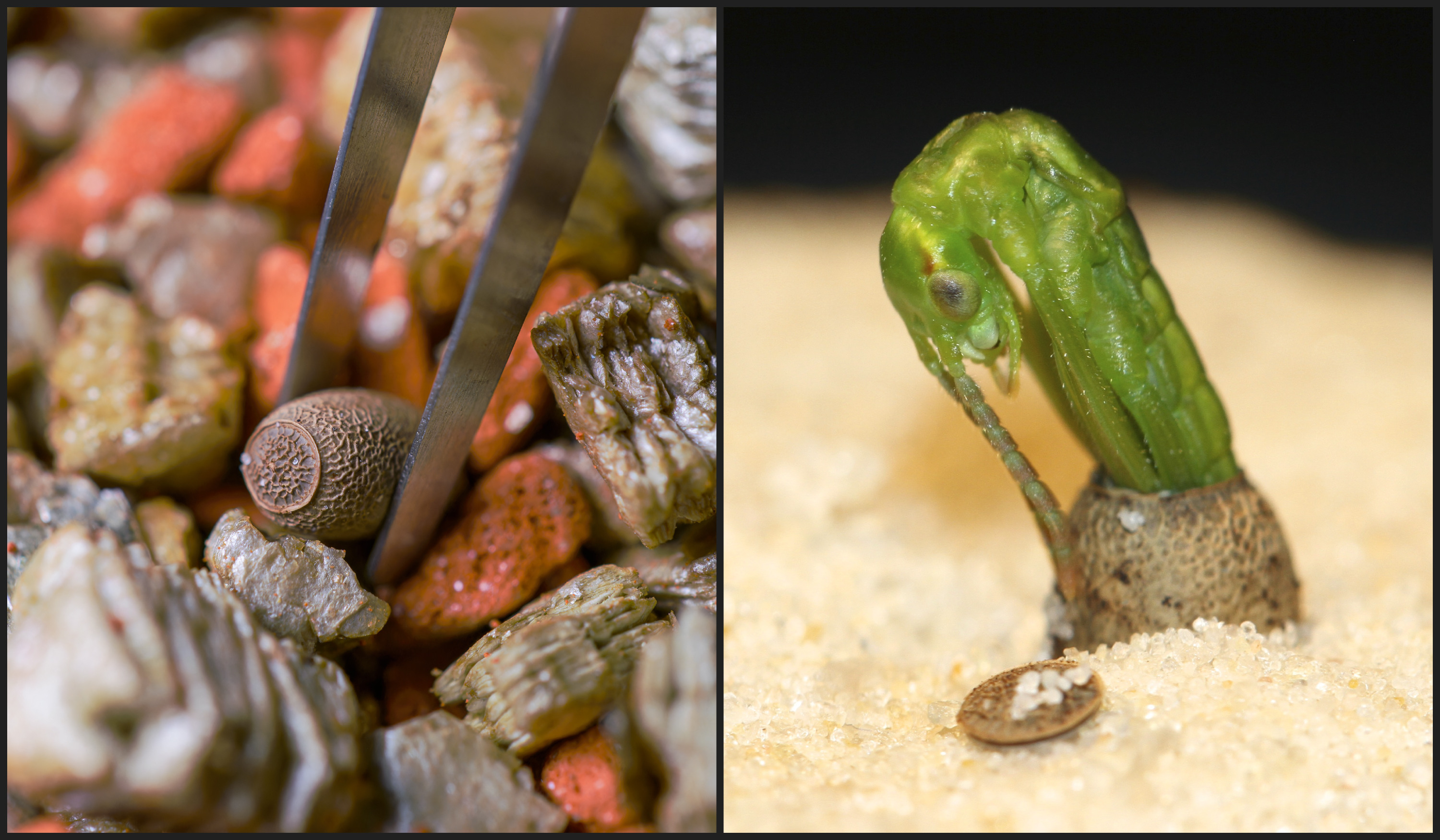 On the left: The first eggs of the Lord Howe Island stick insect travelled to Prague Zoo from Bristol. Photo: Petr Hamerník, Zoo Praha. On the right: Hatching of the Lord Howe Island stick insect nymph from an egg. Photo: Rohan Cleave, Zoos Victoria