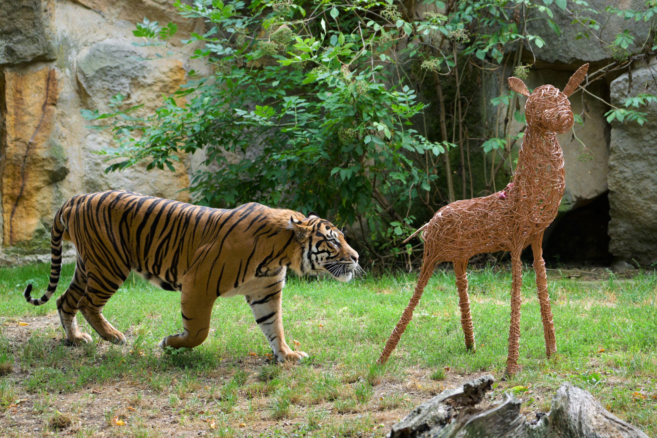 Ахиллес «охотится» за подаренным ему угощением — косулей, сделанной из ивового прута и наполненной мясом. Фото: Петр Гамерник, Пражский зоопарк