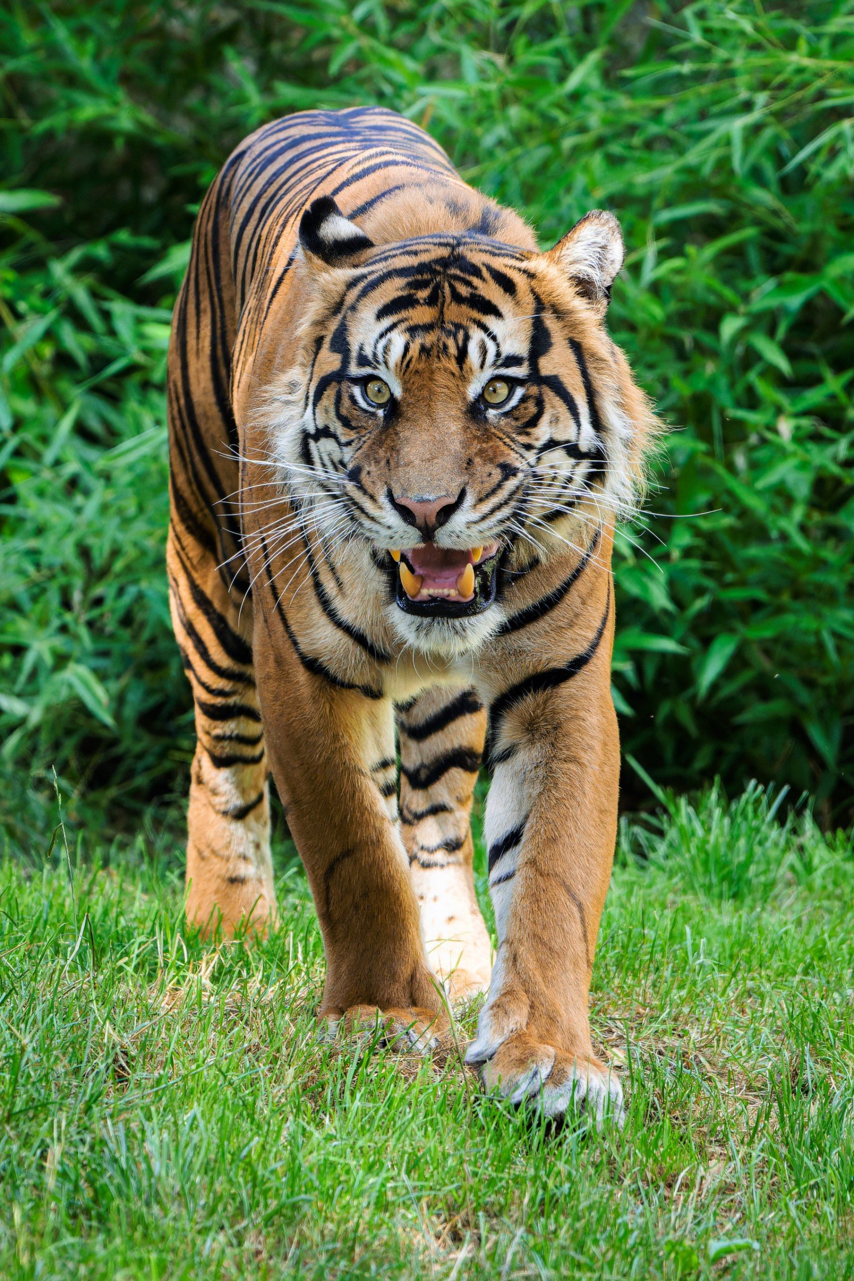 Девятилетний суматранский тигр Ахиллес — большая надежда на разведение этого редкого подвида в Праге. Трудно предсказывать, но если все пойдет хорошо, четырехлетняя Сурья может забеременеть уже в этом году. Фото: Петр Гамерник, Пражский зоопарк