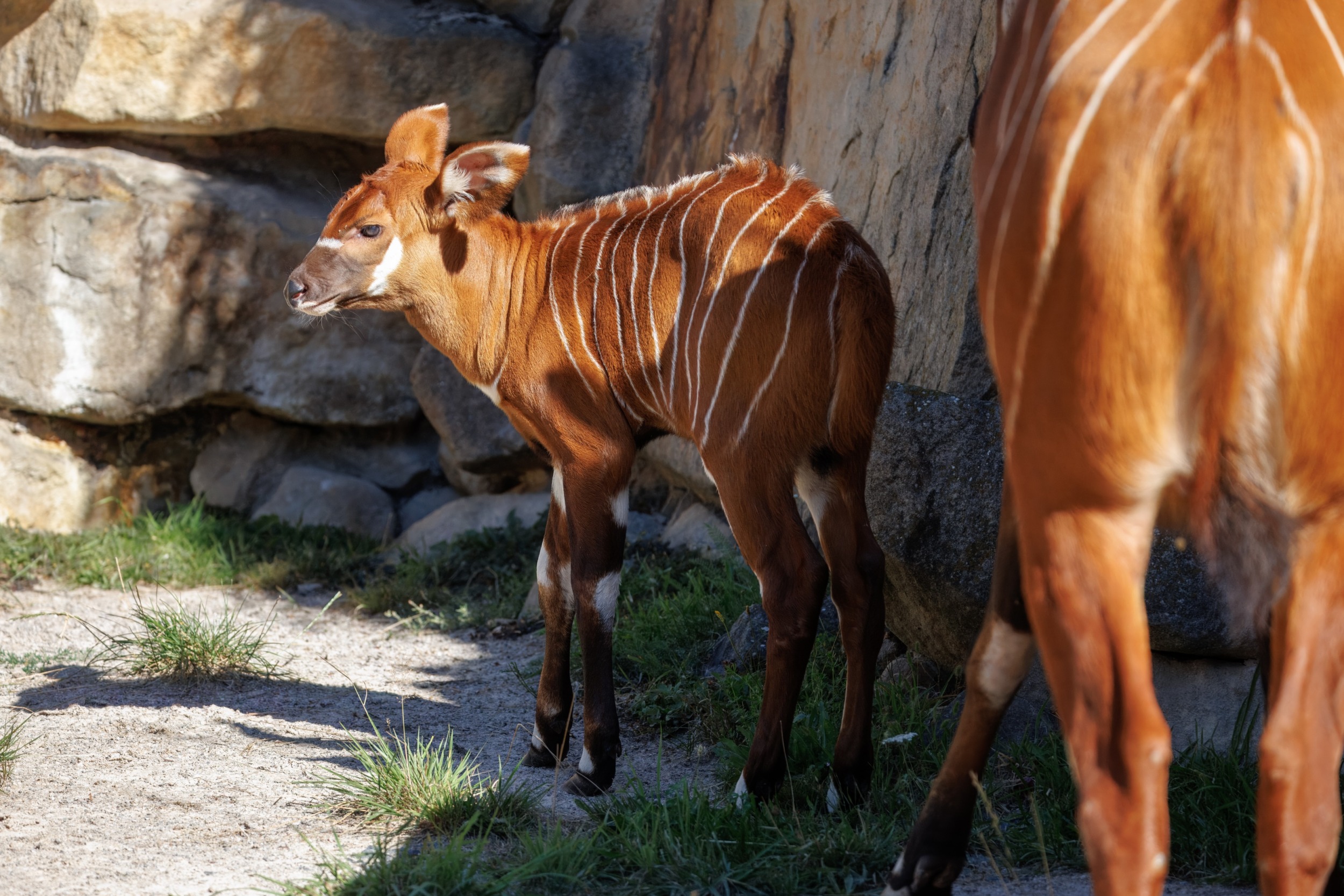 Горные бонго обычно рождаются весом около двадцати килограммов. Детеныш Дафны весил на четыре килограмма больше. Фото: Мирослав Бобек, Пражский зоопарк