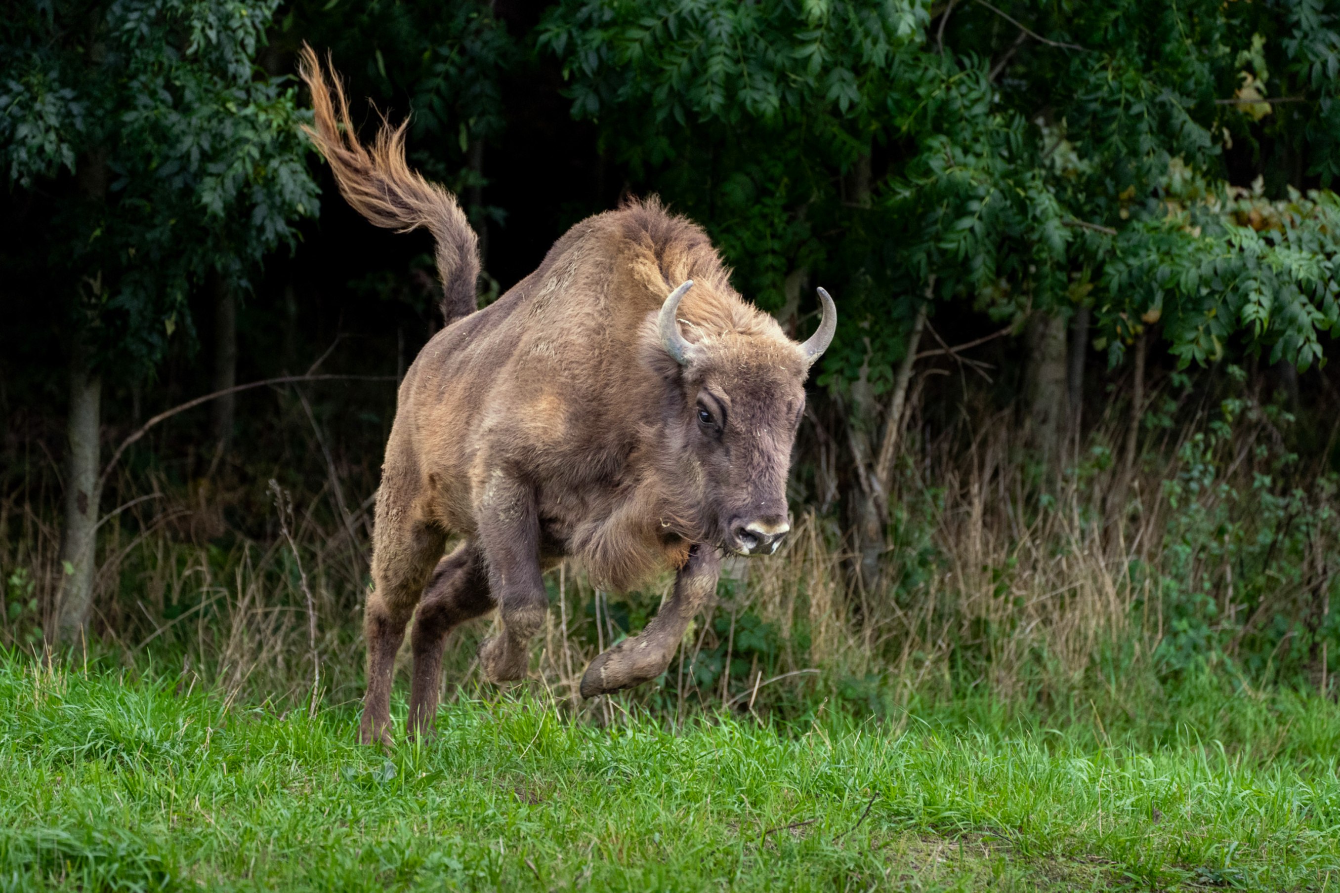 Зубры наслаждаются своим новым вольером. Фото: Оливер Ле Кью, Пражский зоопарк
