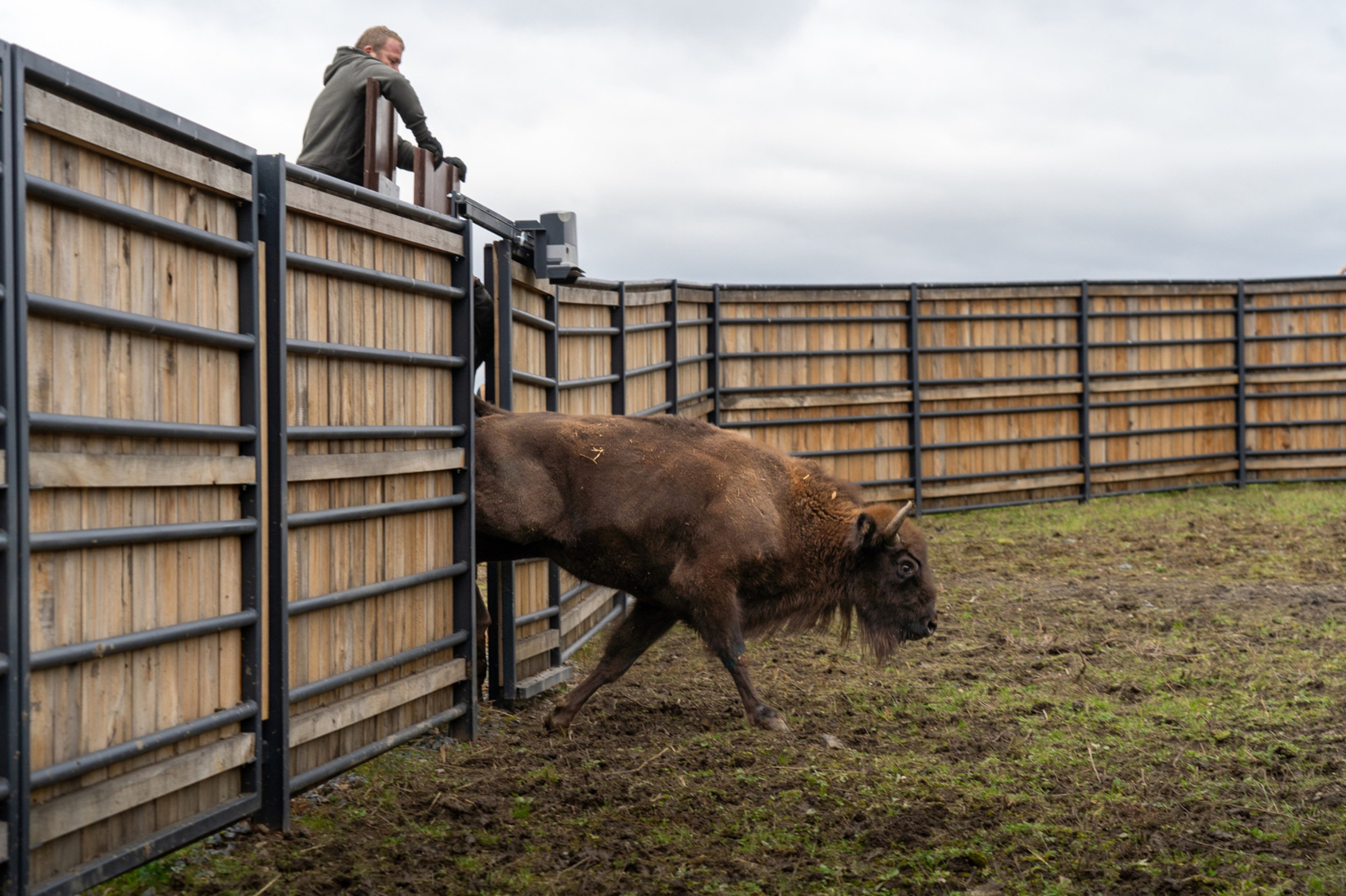 Участники стали свидетелями выпуска самки Гребель, которая прибыла из бельгийского заповедника Reserve d’Animaux Sauvage в Ан-сюр-Лесе. Фото: Оливер Ле Кью, Пражский зоопарк