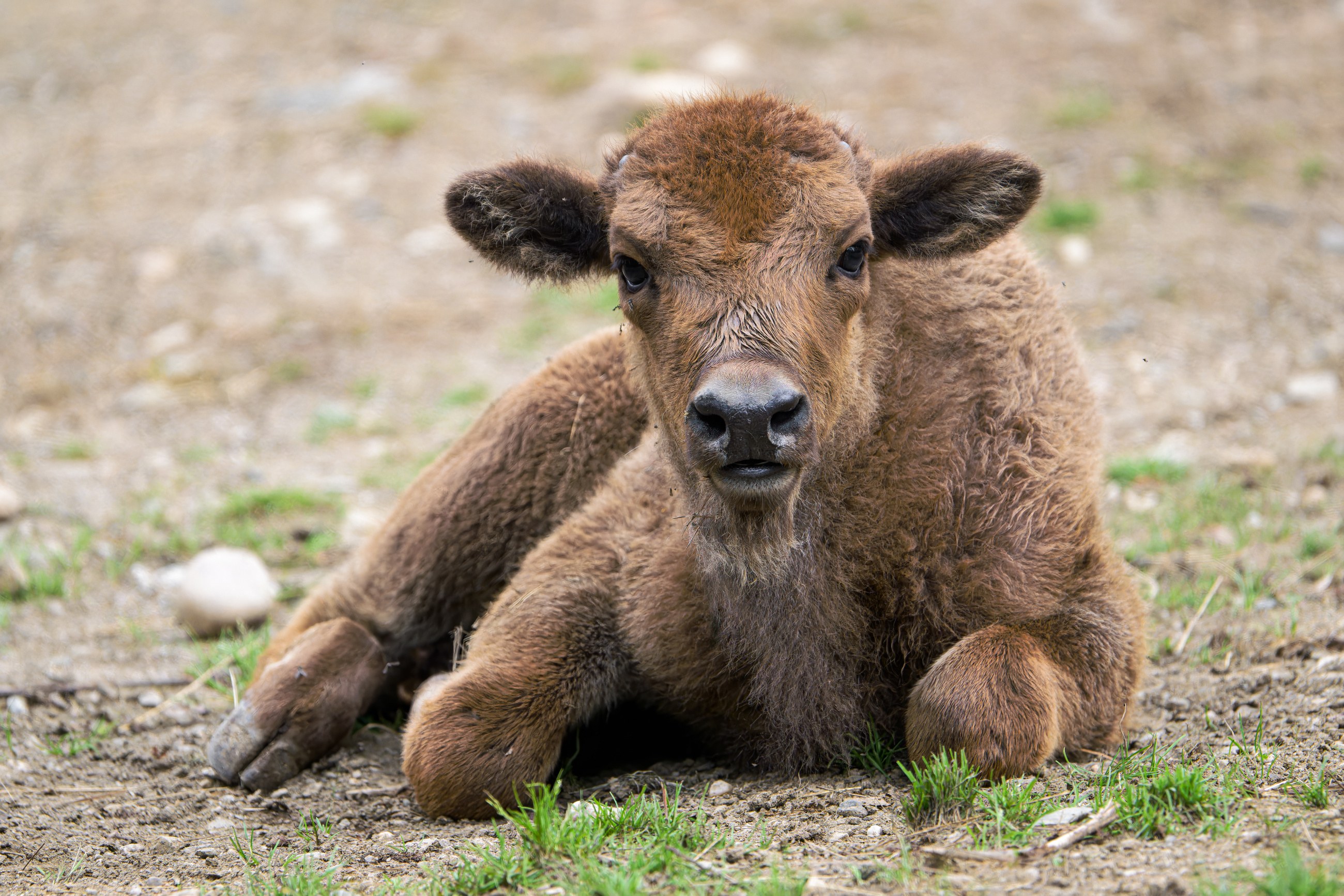 Поначалу пятинедельная самка зубра Прскавка вела себя очень спокойно и не отходила от своей матери Божены. Но вскоре отправилась исследовать вольер самостоятельно. Фото: Петр Гамерник, Пражский зоопарк