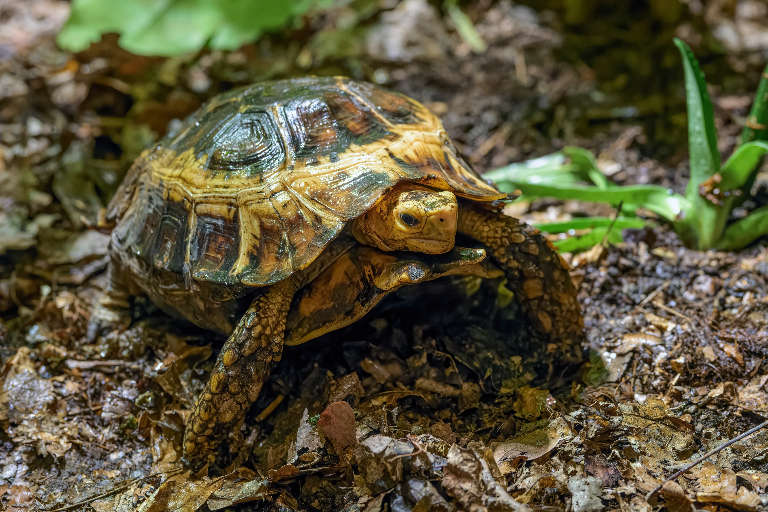 Želva ohebná ve viváriu Rezervace Dja. Foto: Petr Hamerník, Zoo Praha