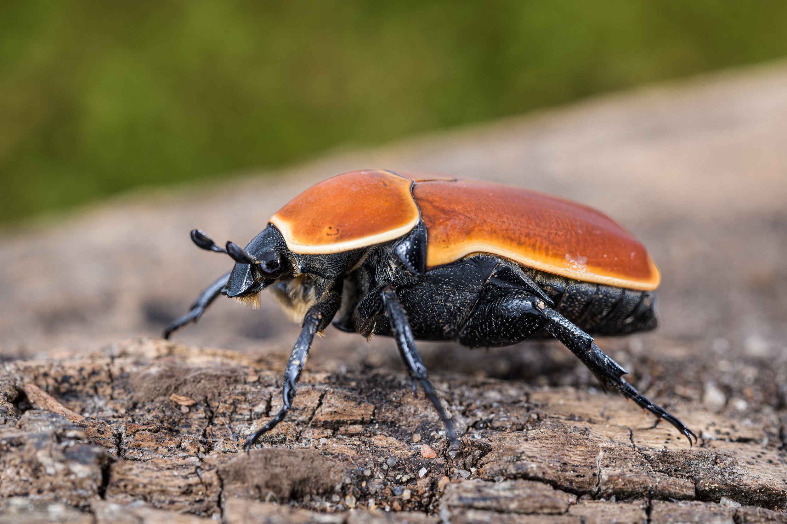 Zlatohlávek konžský (Pachnoda marginata aurantia). Foto: Petr Hamerník, Zoo Praha