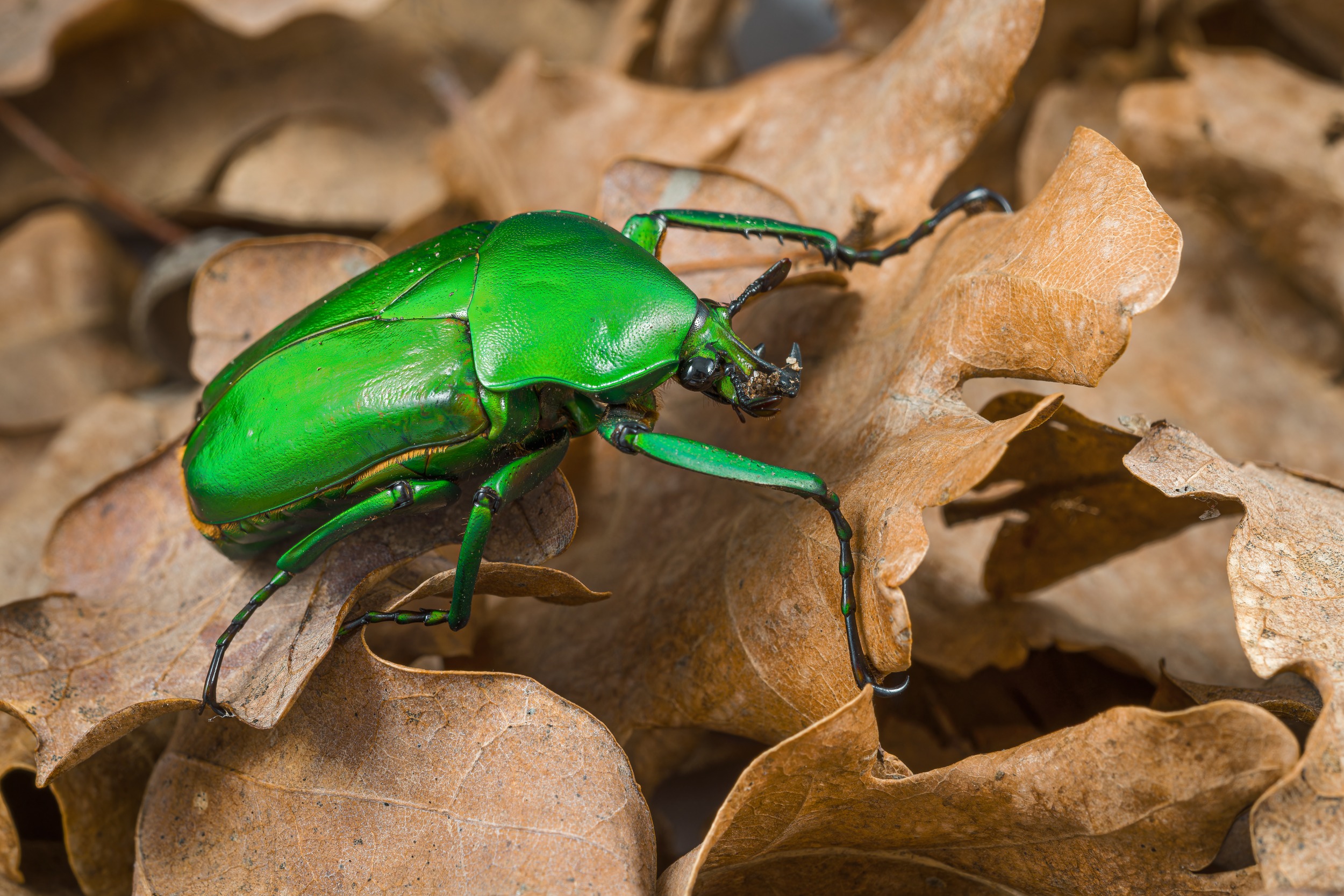 Zlatohlávek „lesklý“ (Dicronorhina micans). Foto: Petr Hamerník, Zoo Praha
