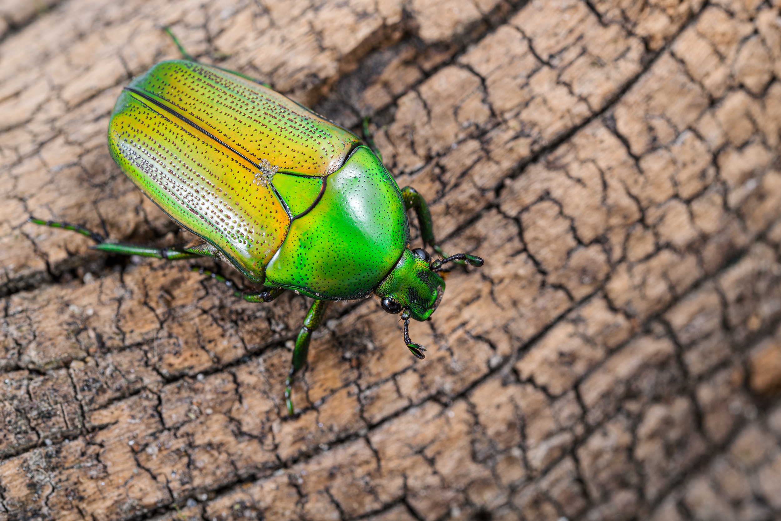 Zlatohlávek smaragdový kamerunský (Chlorocala africana camerunica). Foto: Petr Hamerník, Zoo Praha
